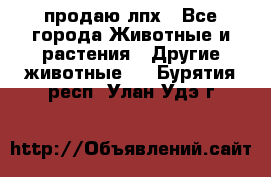 продаю лпх - Все города Животные и растения » Другие животные   . Бурятия респ.,Улан-Удэ г.